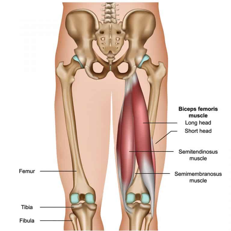 Hamstring muscle anatomy diagram